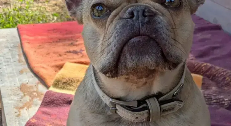 Französische Bulldogge Xena