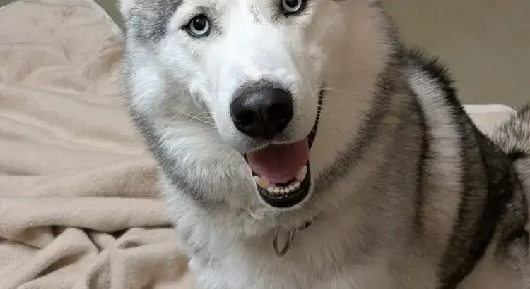 Alaskan Malamute-Mix Lucky