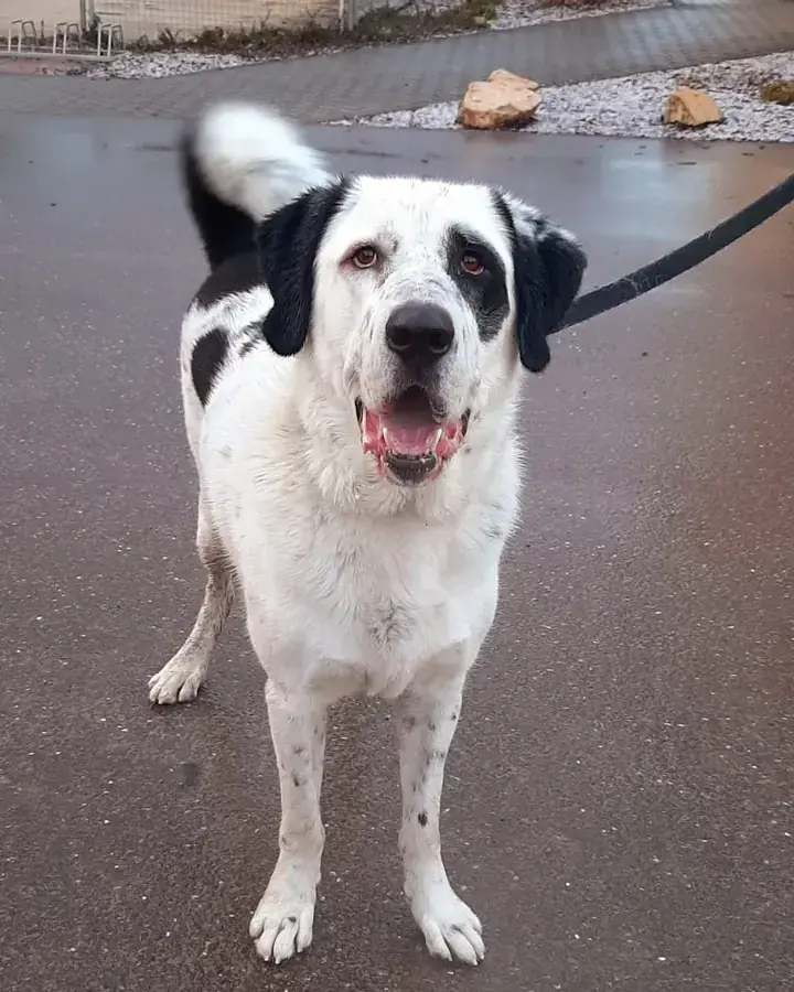 Balou - Zentralasiatischer Owtscharka - Bild 13