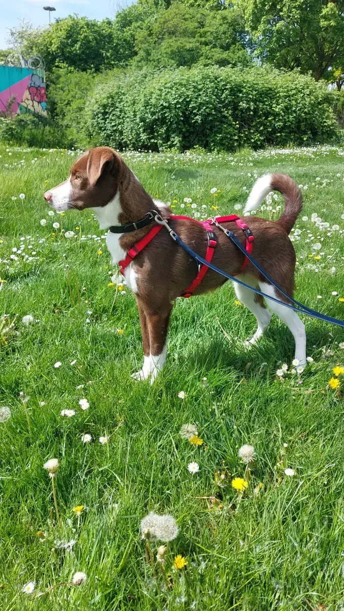 Lupo -  - Bild 2