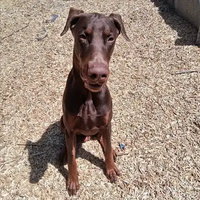 PABLO – Dobermann – Bild 2