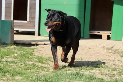 Sindy – Rottweiler – Bild 5