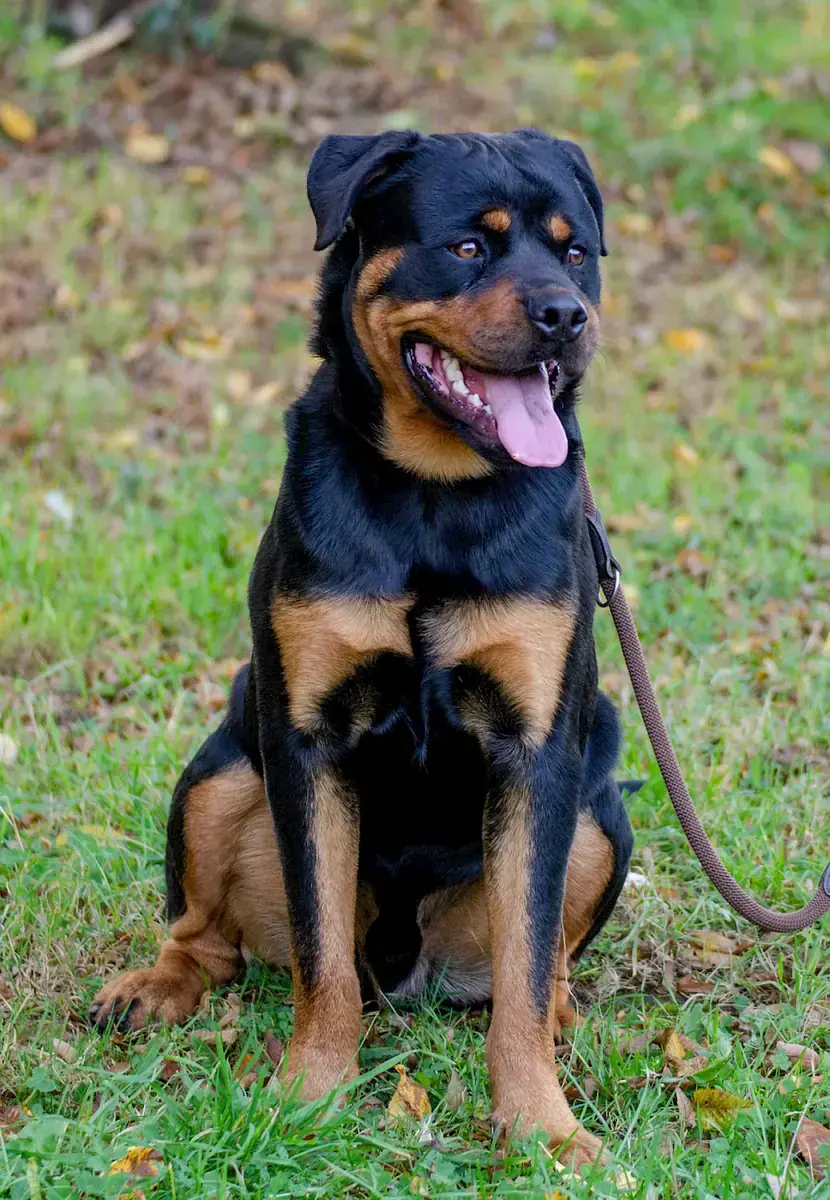 Tiger - Rottweiler - Bild 4