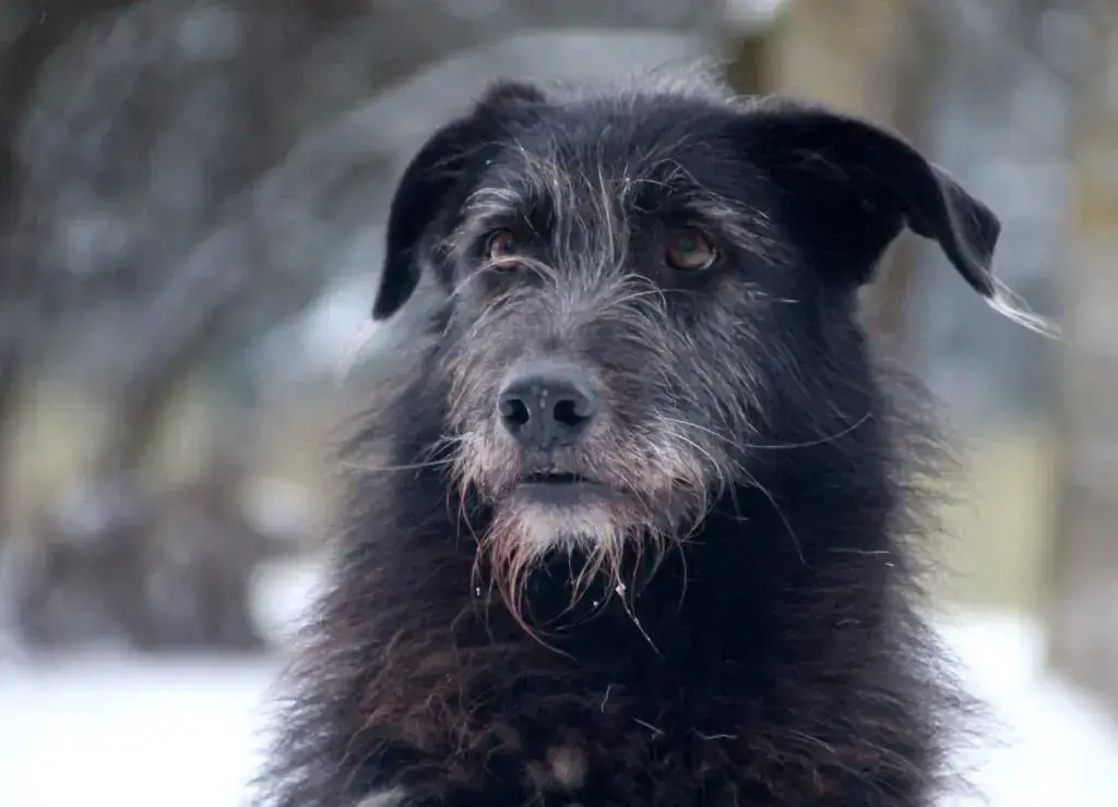 Tinka -  - Bild 5