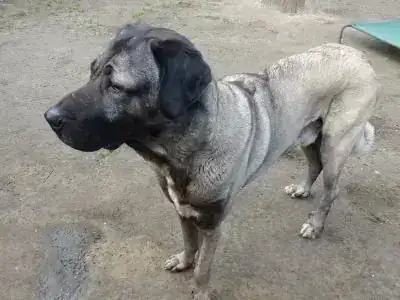 Pascha – Kangal-Hirtenhund – Bild 5