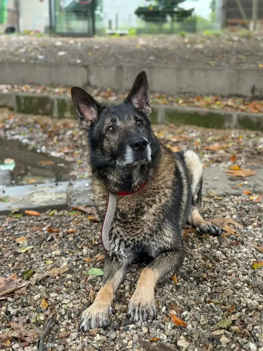 Lago - Deutscher Schäferhund - Bild 4