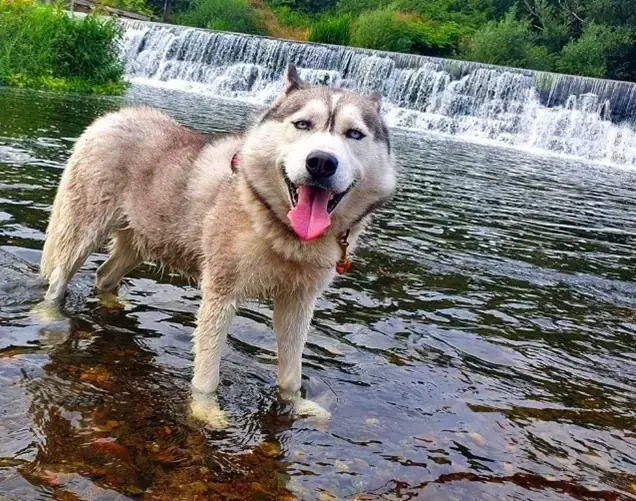 Thunder - Siberian Husky - Bild 2