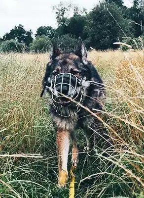 Wölfchen – Hund – Bild 15