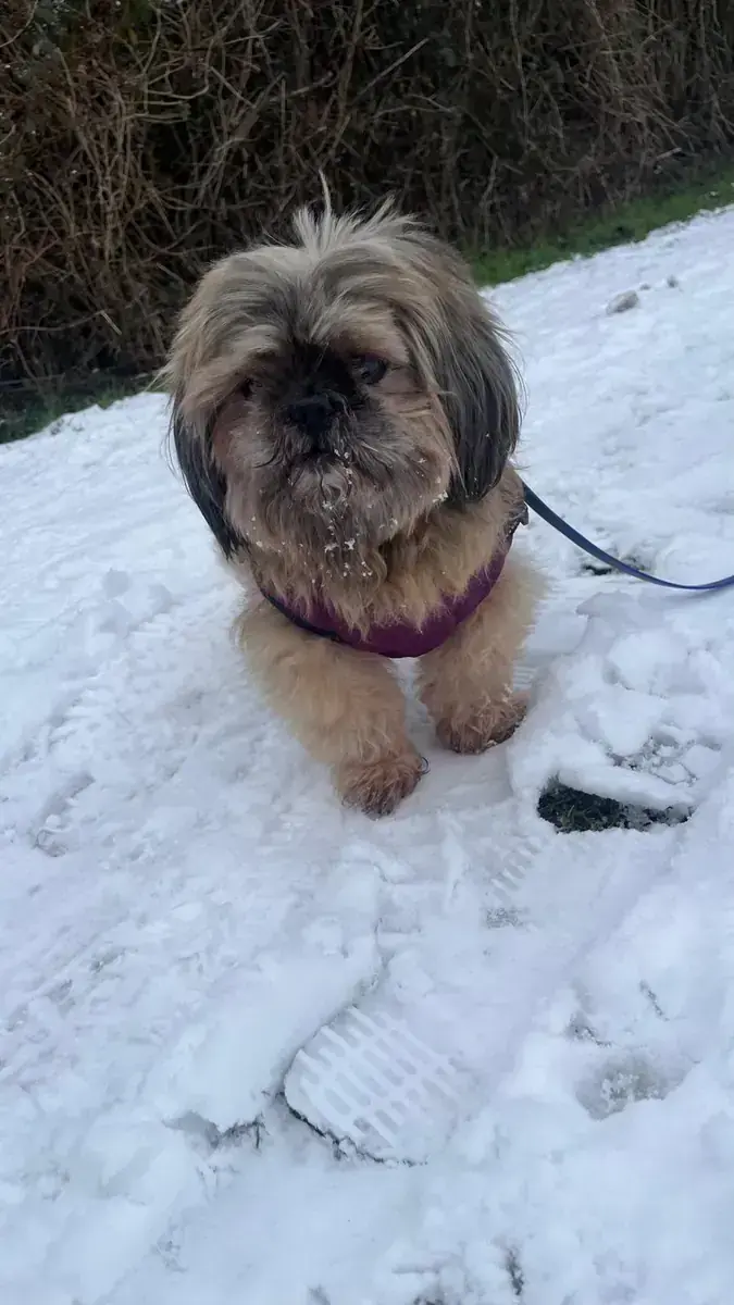 Shih Tzu Susi