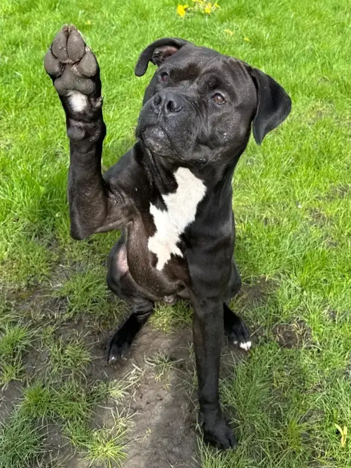 Major - American Staffordshire Terrier - Bild 2