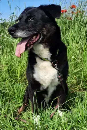 Sammy - Border Collie - Bild 5