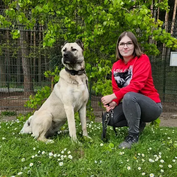 Berta - Kangal-Hirtenhund - Bild 7