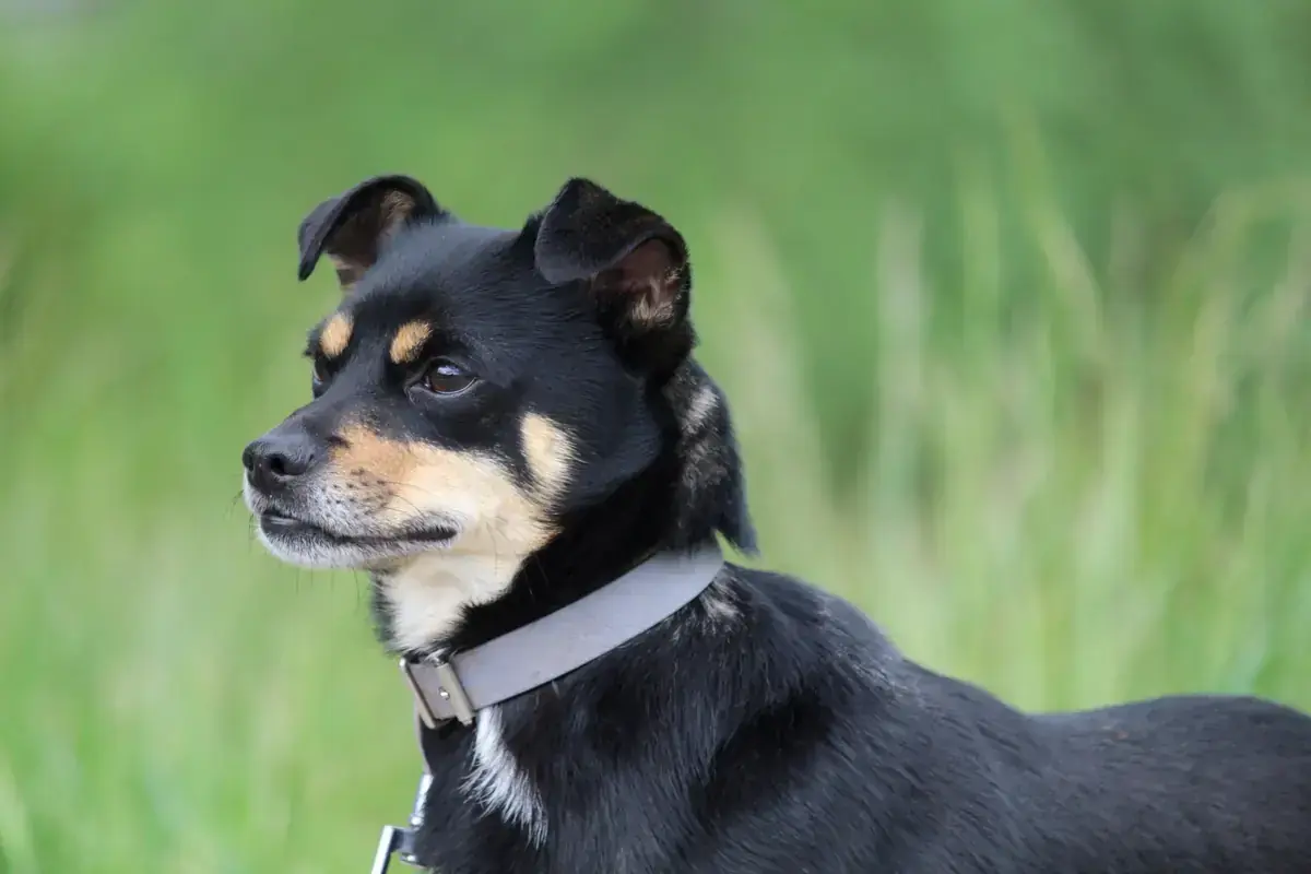 Koba -  - Bild 3