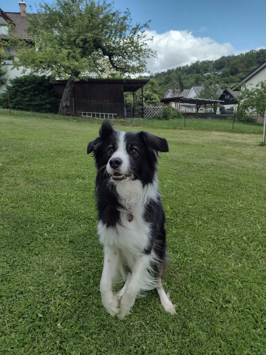 Sky - Border Collie - Bild 1