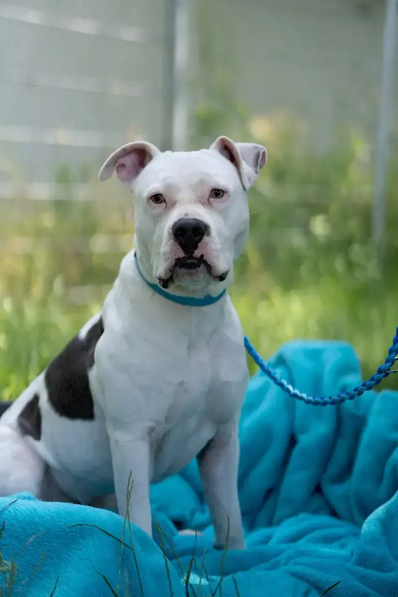 Apollo - American Staffordshire Terrier - Bild 13