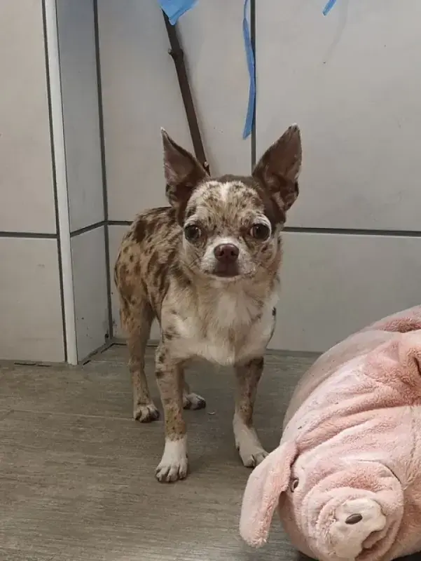 Hugo - Chihuahua - Bild 11