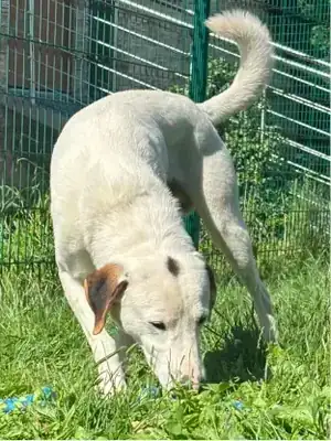 Manni – Mischling – Bild 3