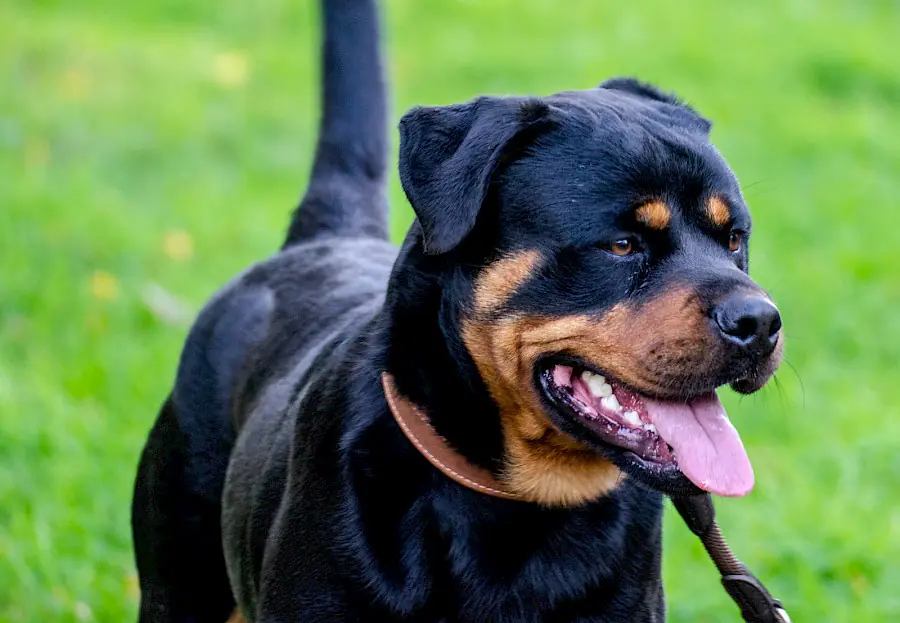 Tiger - Rottweiler - Bild 6