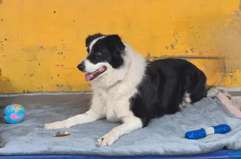 Blacky -  - Bild 1