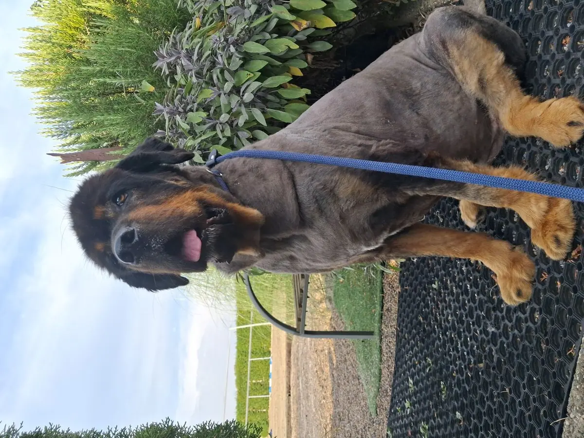 Ingeborg - Do Khyi - Bild 2