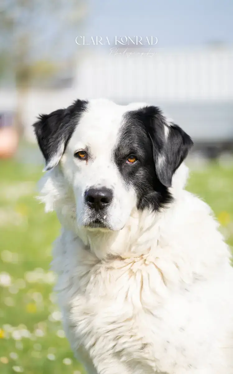 Timon -  - Bild 4