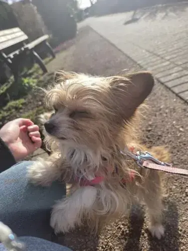 Elli & Merci - Chihuahua - Bild 3
