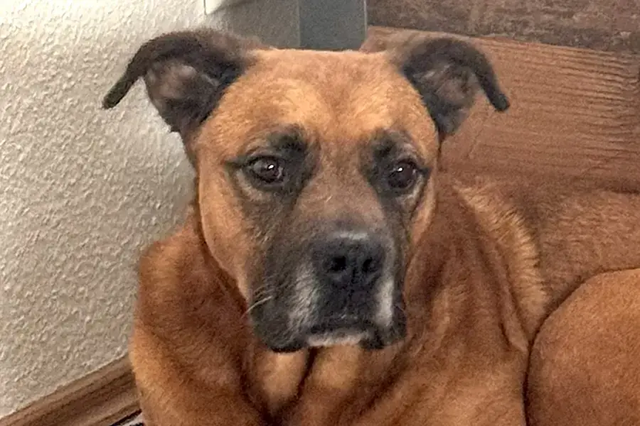 Diva - Rottweiler - Bild 7