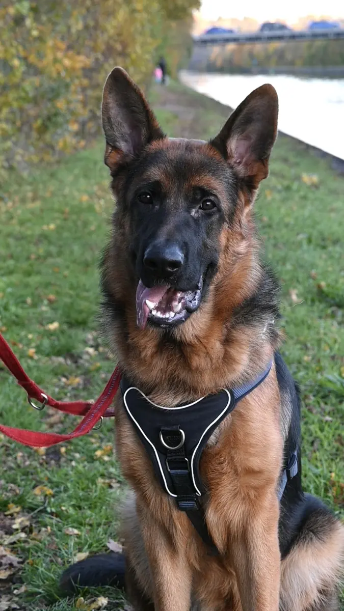 Evoli - Deutscher Schäferhund - Bild 16