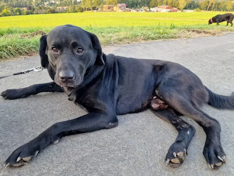 Spike - Labrador Retriever - Bild 2