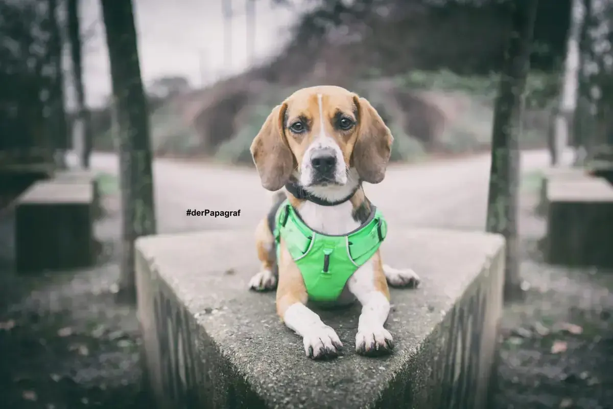 Timo - Beagle - Bild 14