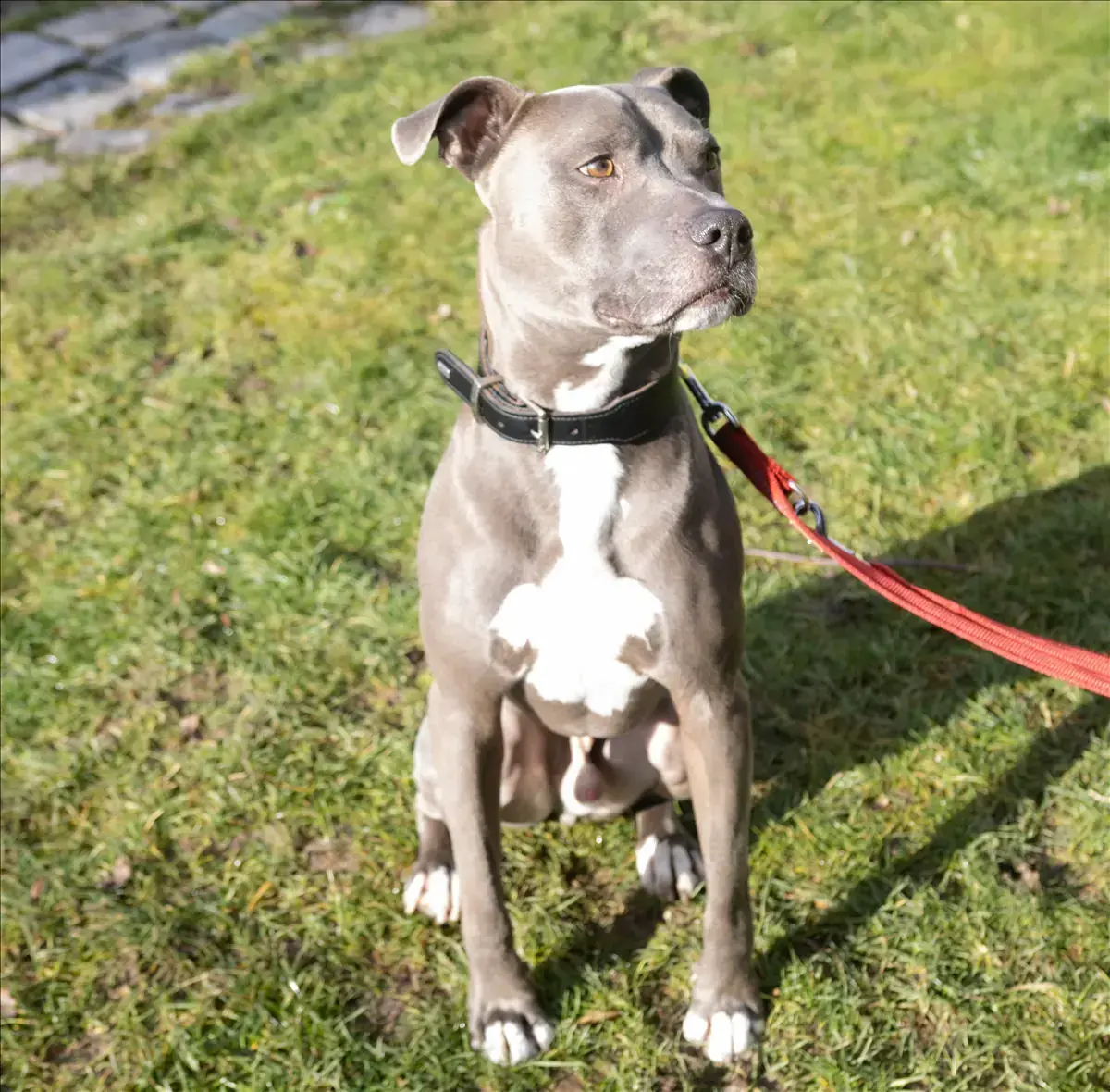 PAUL - American Staffordshire Terrier - Bild 1