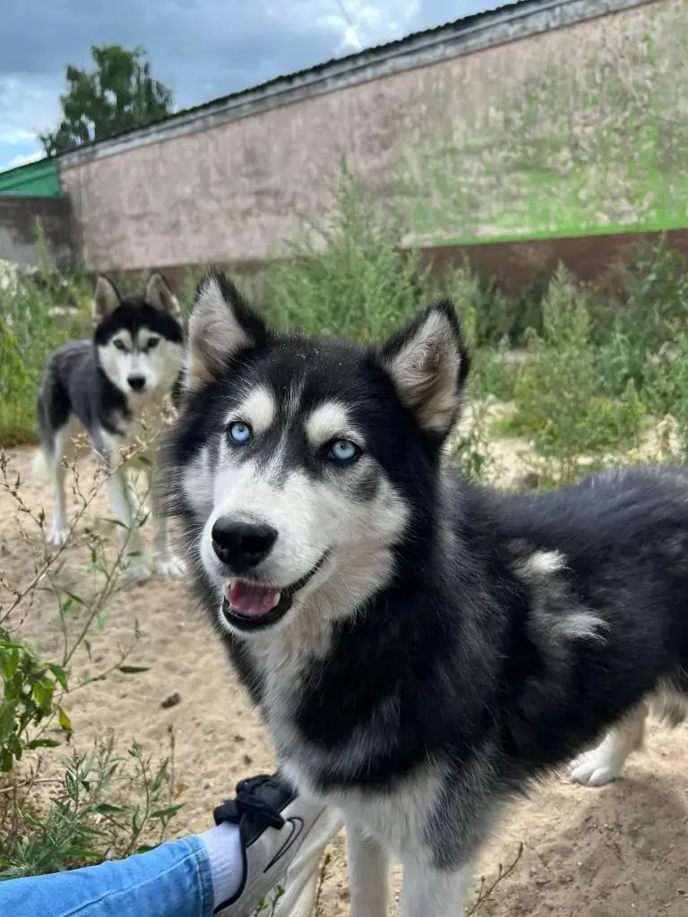 Suki - Siberian Husky - Bild 3