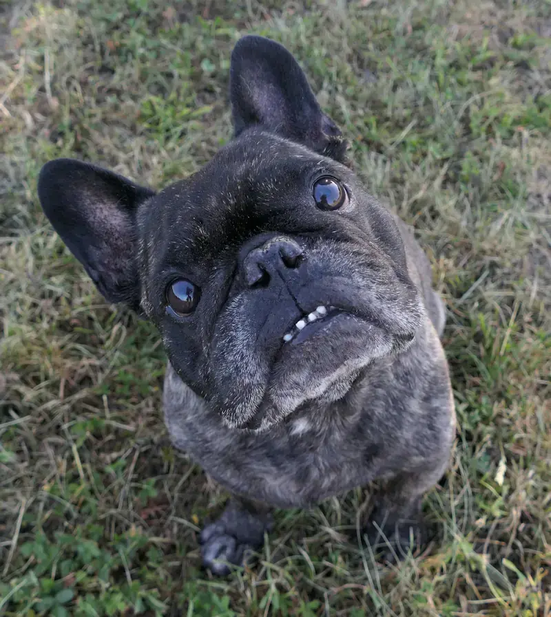 Franz - Französische Bulldogge - Bild 2