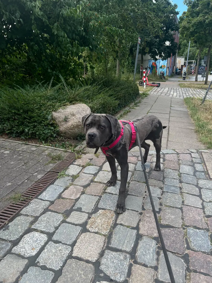 Ares - Cane Corso Italiano - Bild 5