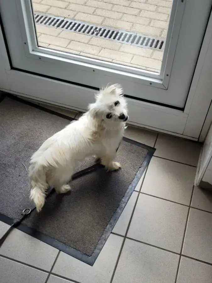 Tini - Chihuahua - Bild 2
