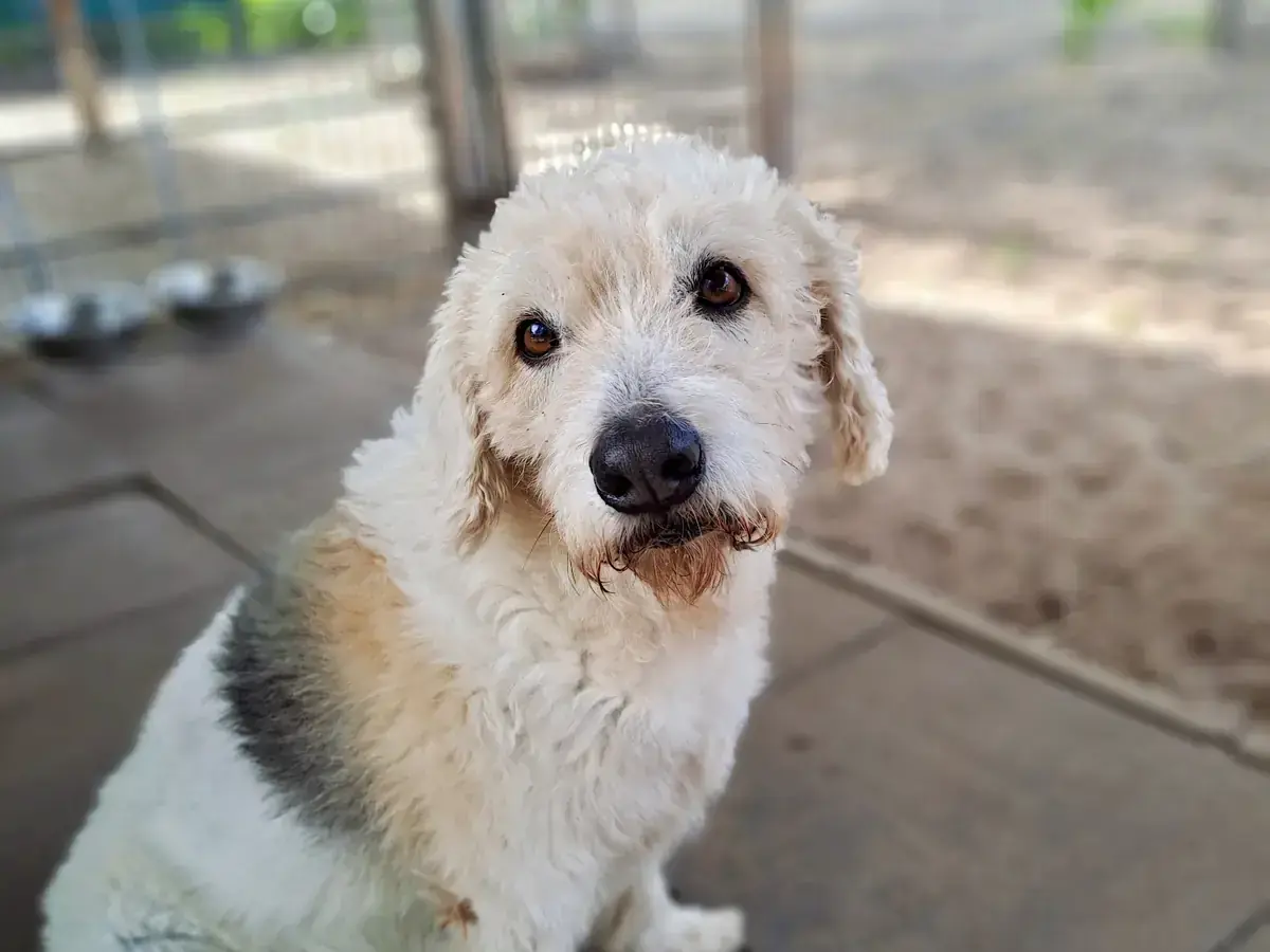 Milou -  - Bild 2