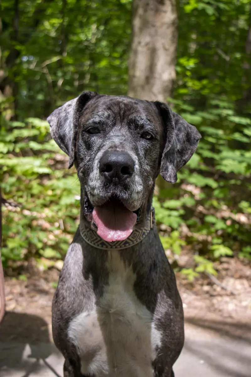 Vanja - Deutsche Dogge - Bild 3