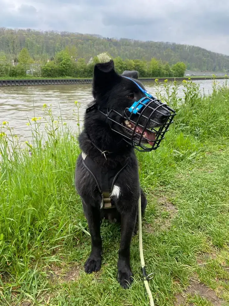 Rex - Deutscher Schäferhund - Bild 14