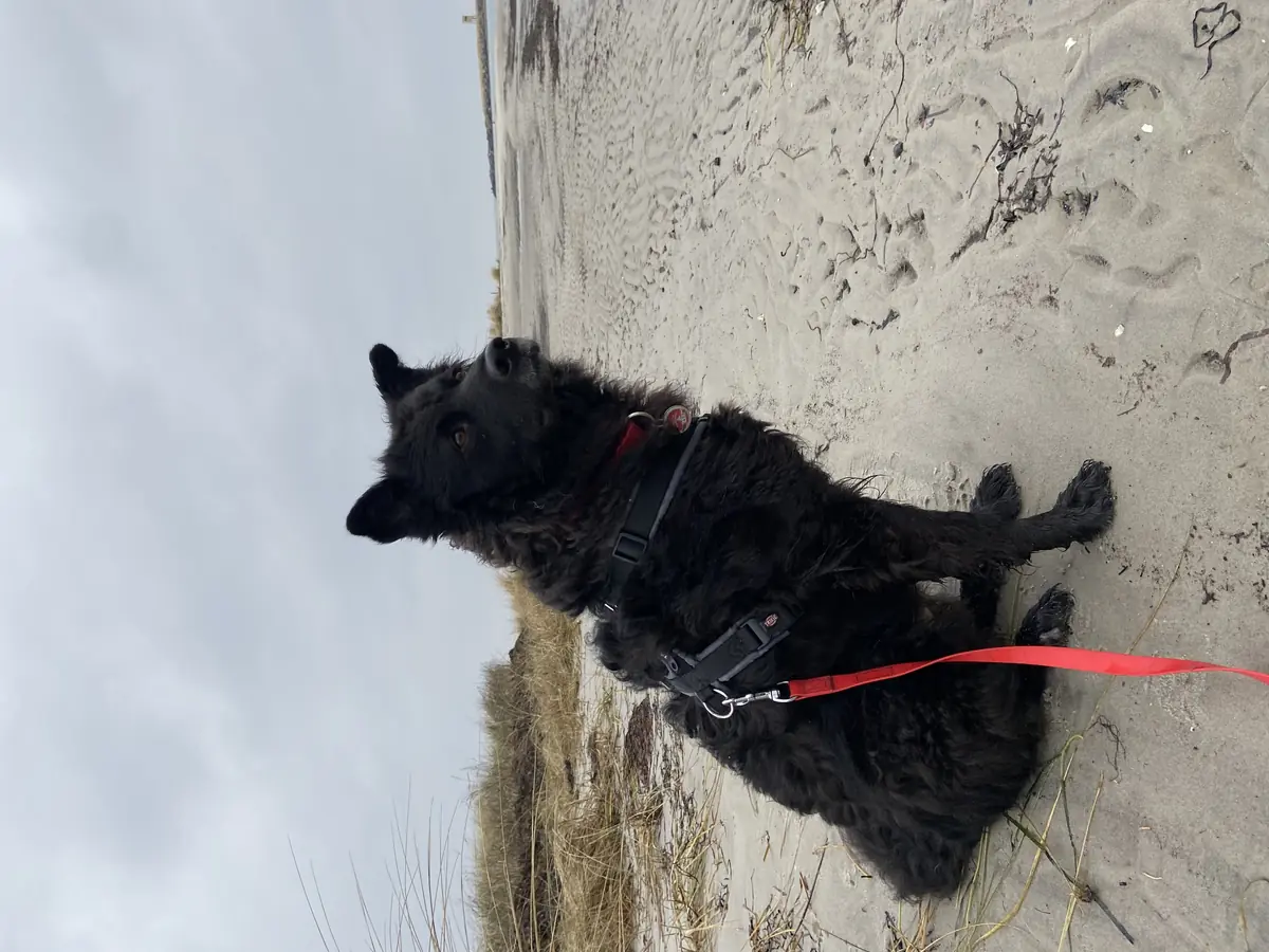 Carlo - Deutscher Schäferhund, Mudi - Bild 6