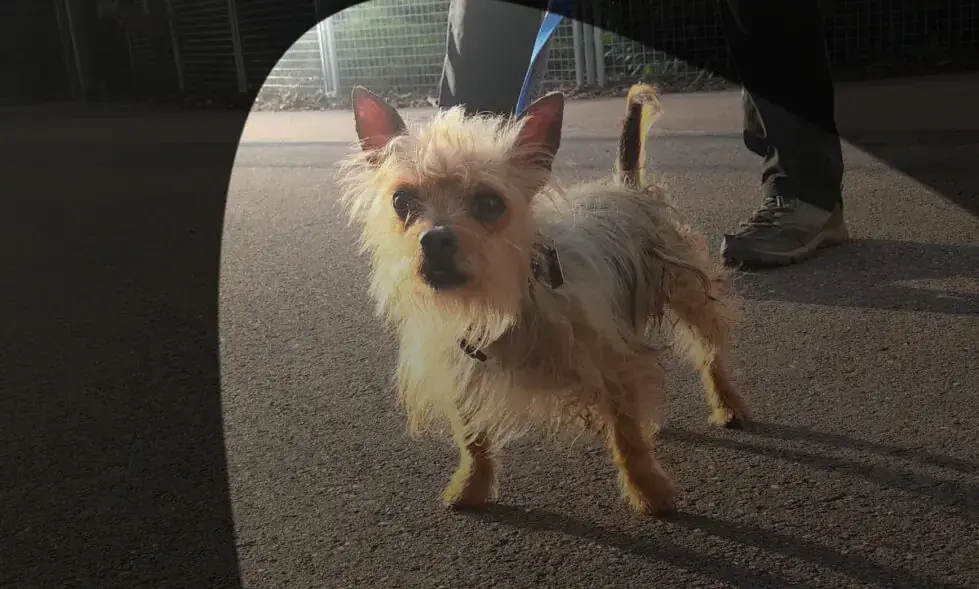 Chihuahua-Mix Max