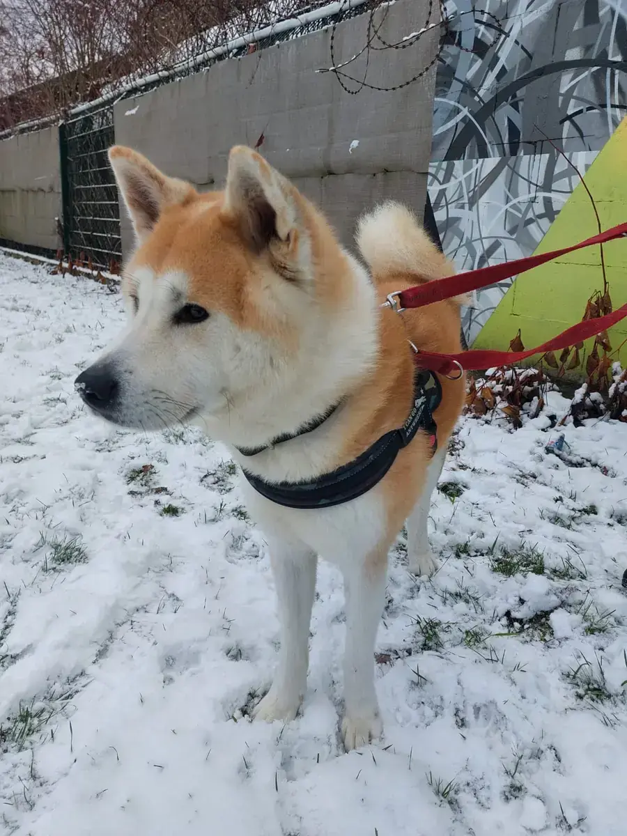 Hachiko - Akita - Bild 5