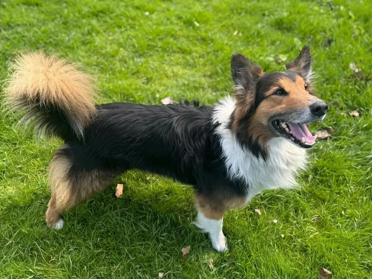 Sam - Border Collie - Bild 3