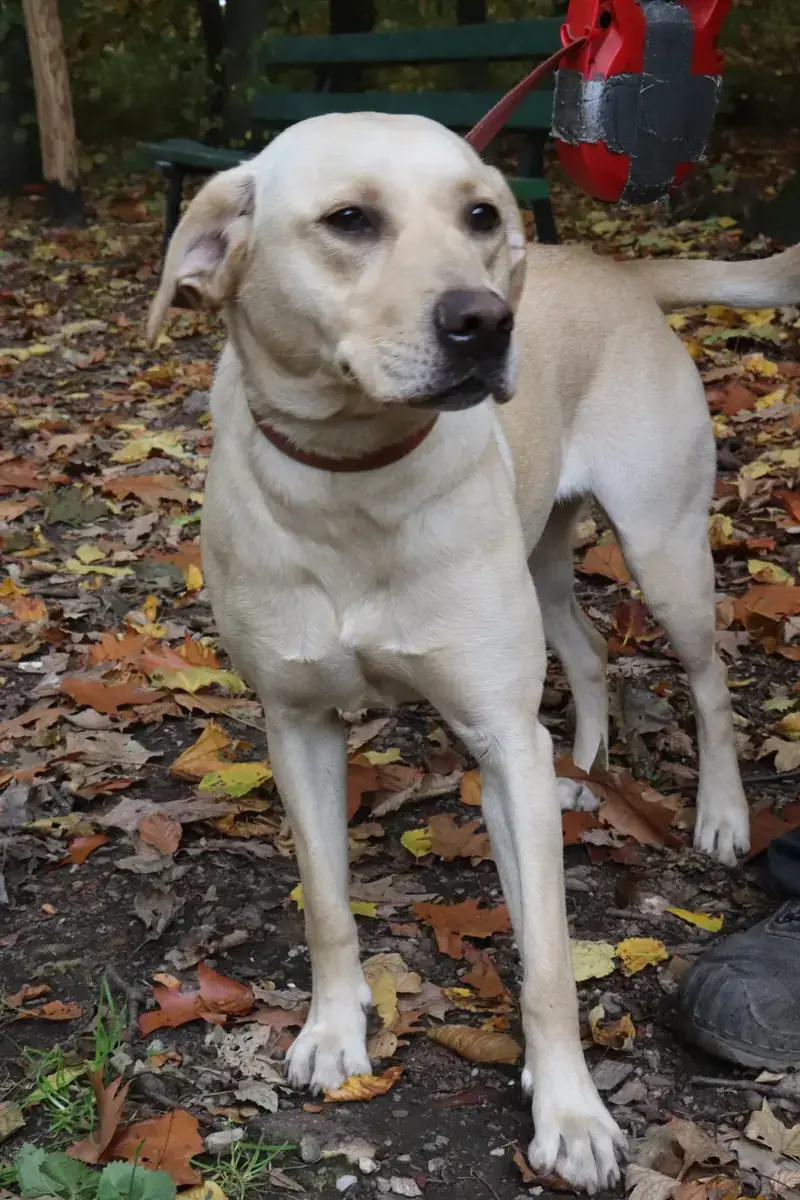 Lina - Labrador Retriever - Bild 8