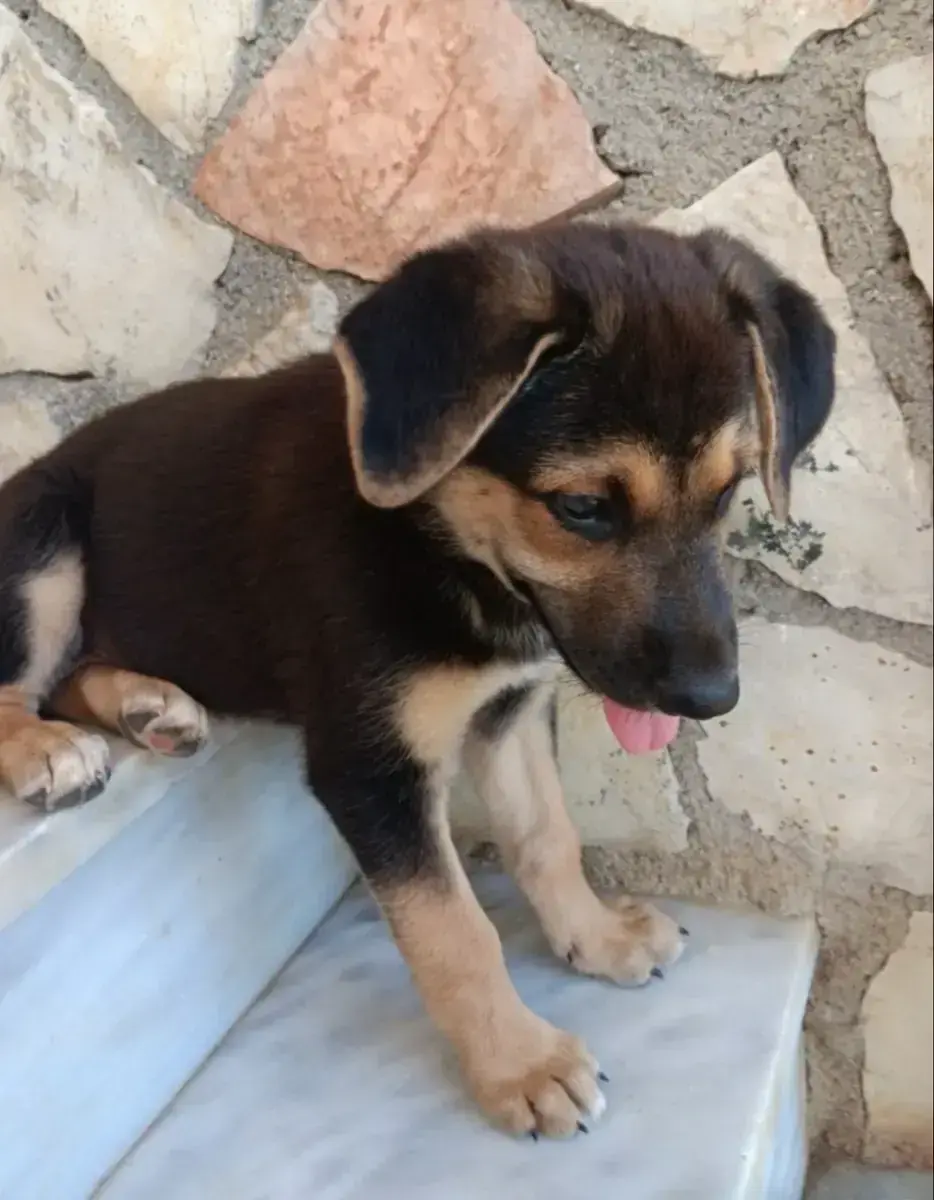 Mix Dora