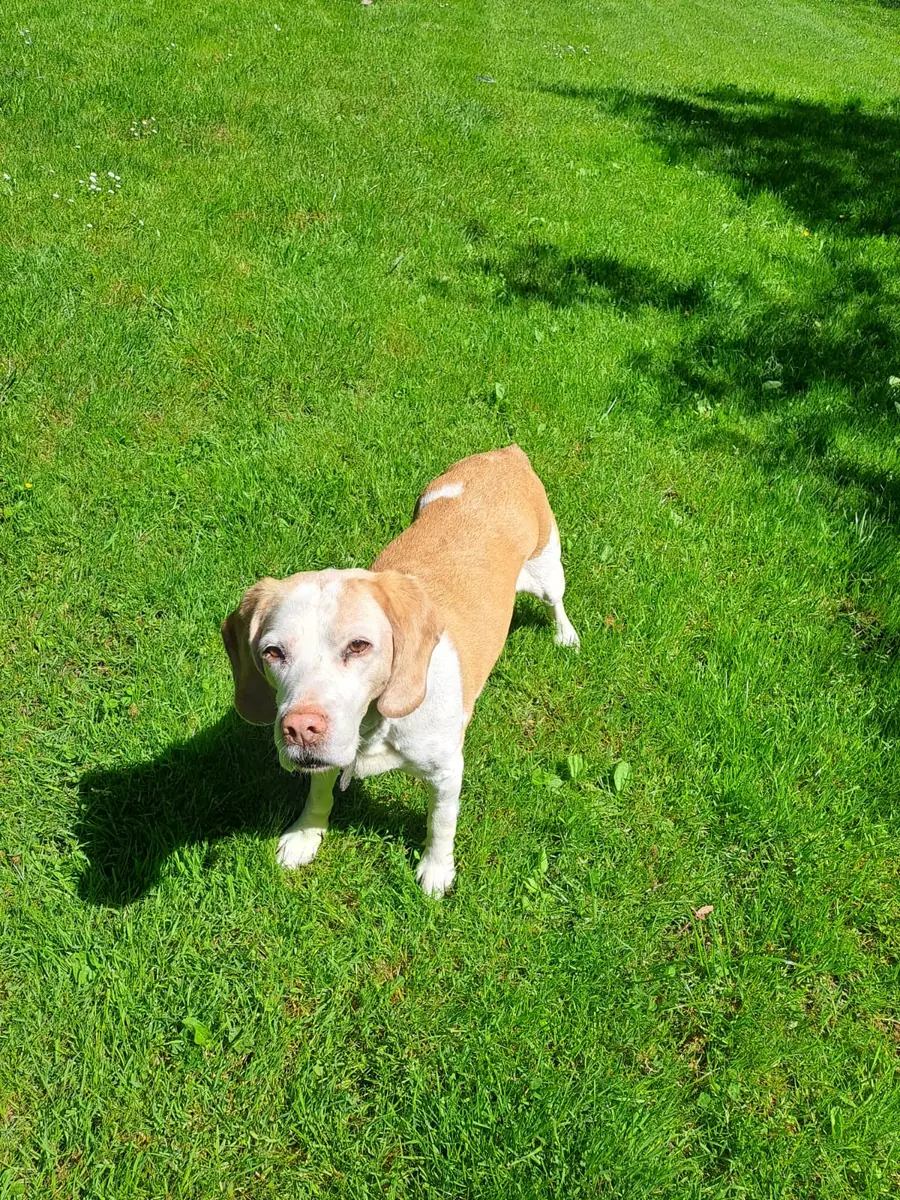 Shaila - Beagle - Bild 2