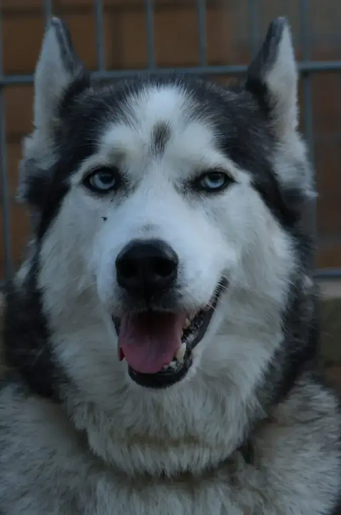 Siberian Husky Charlie