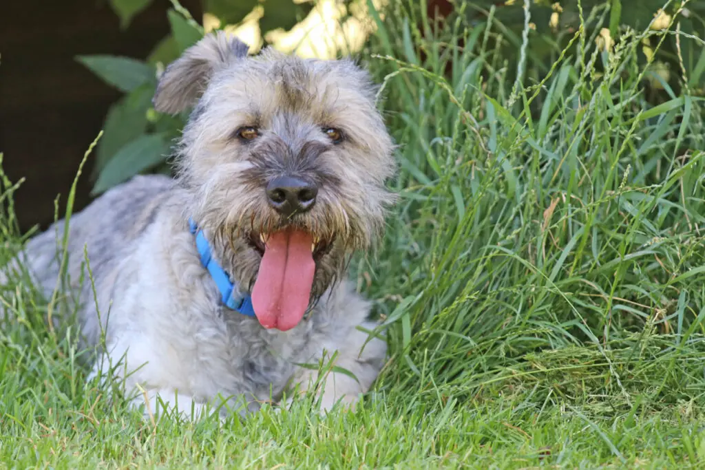 Bobby -  - Bild 2
