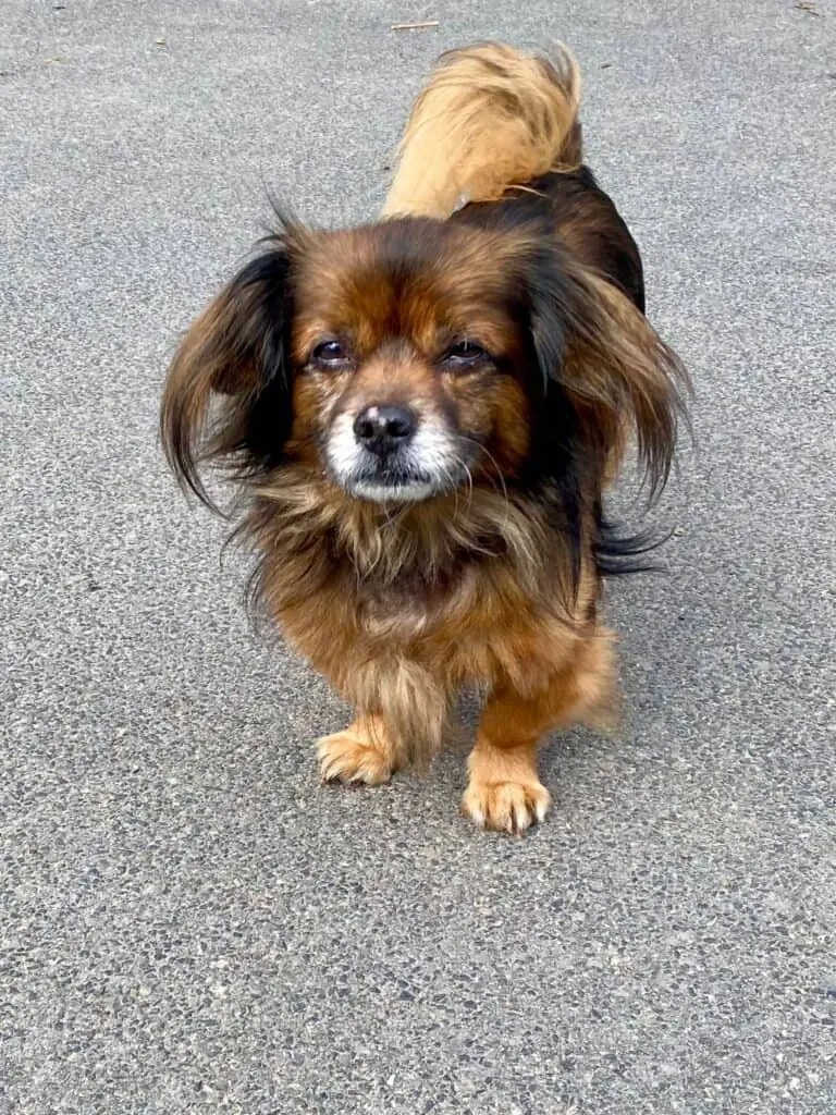 Paco -  - Bild 1