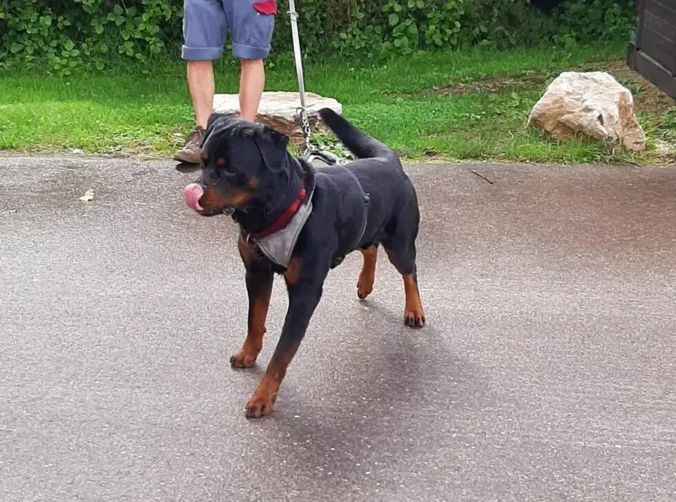 Amigo - Rottweiler - Bild 13