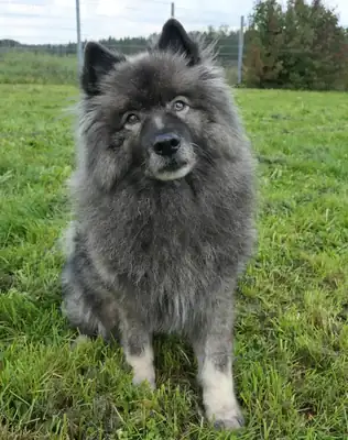 Fido – Hund – Bild 2